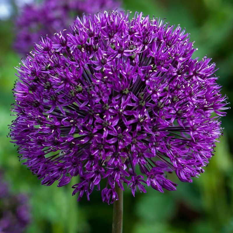 Allium 'Purple Sensation' 3 Litre