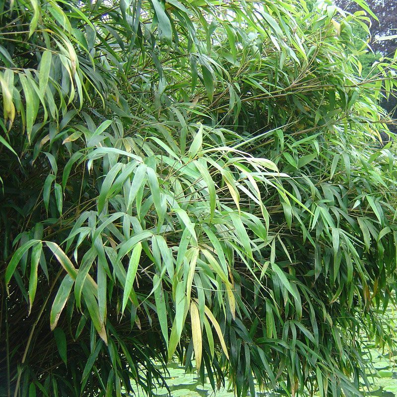 Bamboo Fargesia Rufa 3L