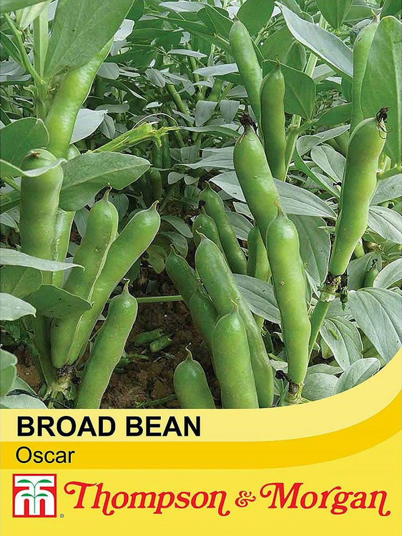 Broad Bean Oscar