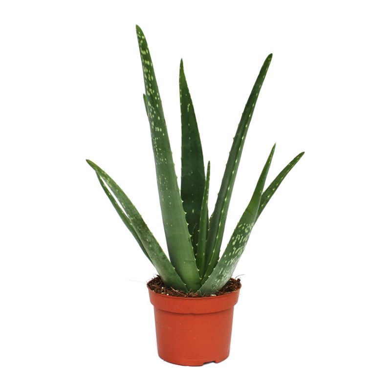 Aloe vera 10.5cm Pot