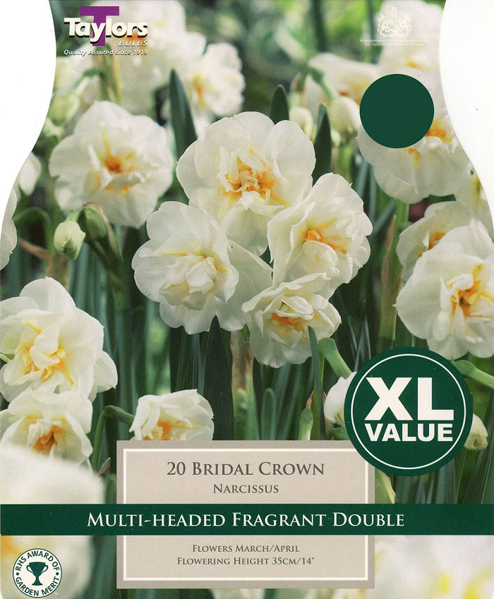 Narcissi Bridal Crown - XL Value