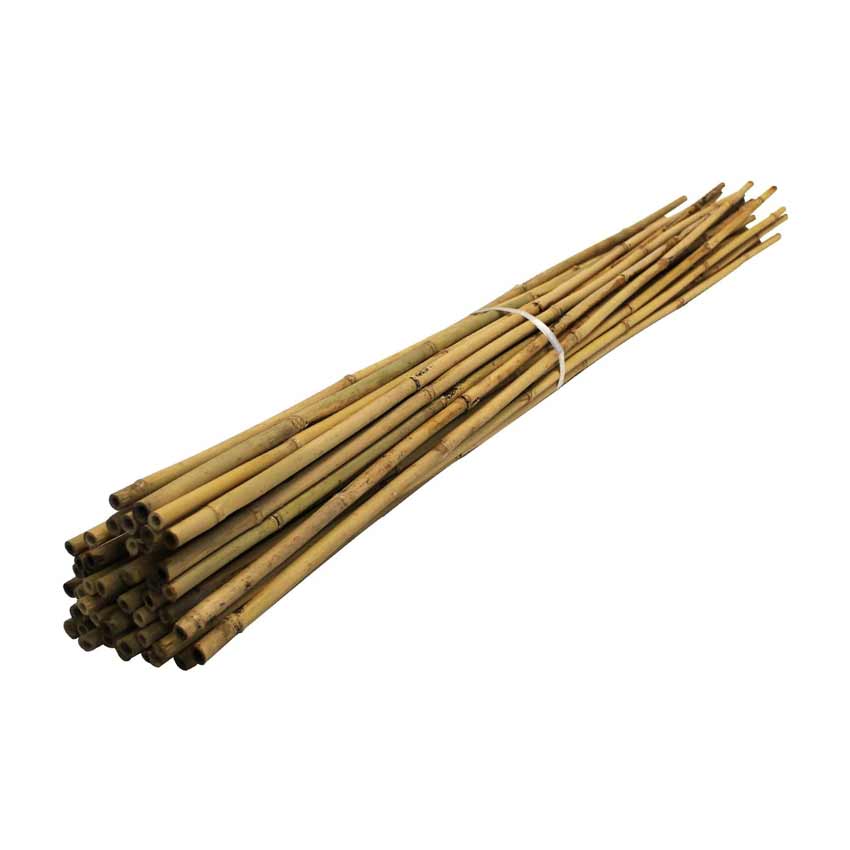 Bamboo Canes 8' (6S)