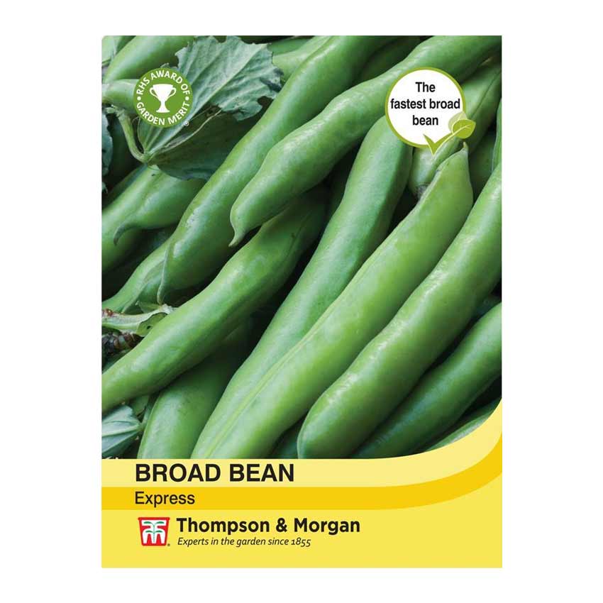 Broad Bean Express