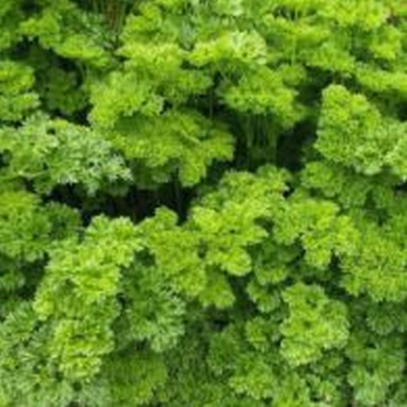 Parsley Moss Curled - 9cm
