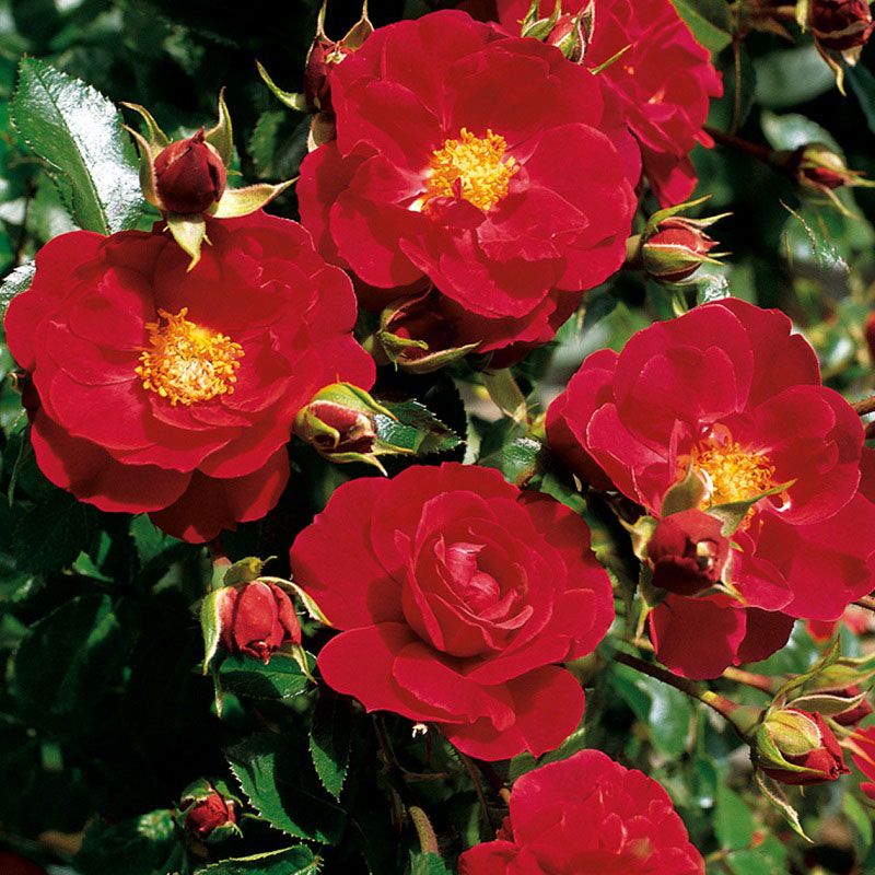 Flower Carpet 'Ruby Rose'
