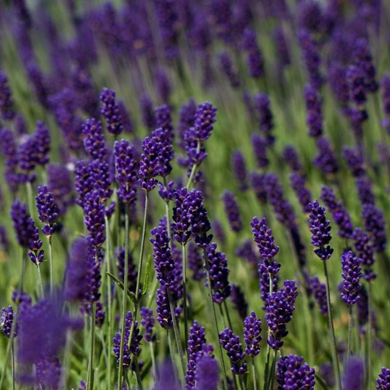 Lavandula ang. 'Hidcote' (Lavender)