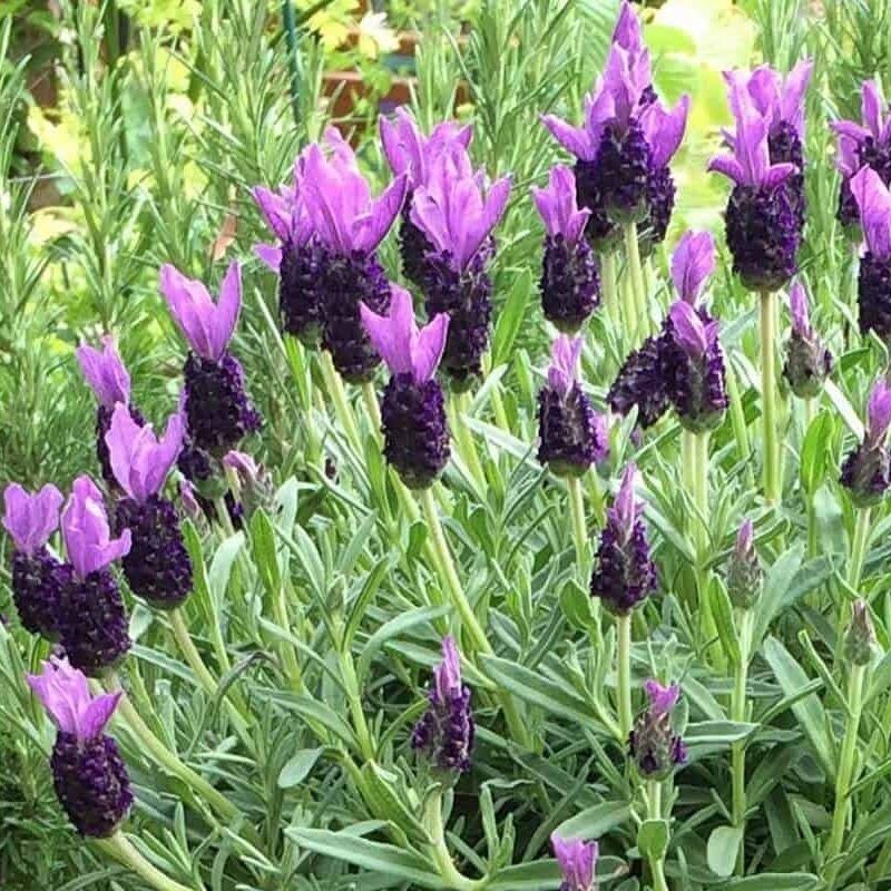 French Lavender Seeds