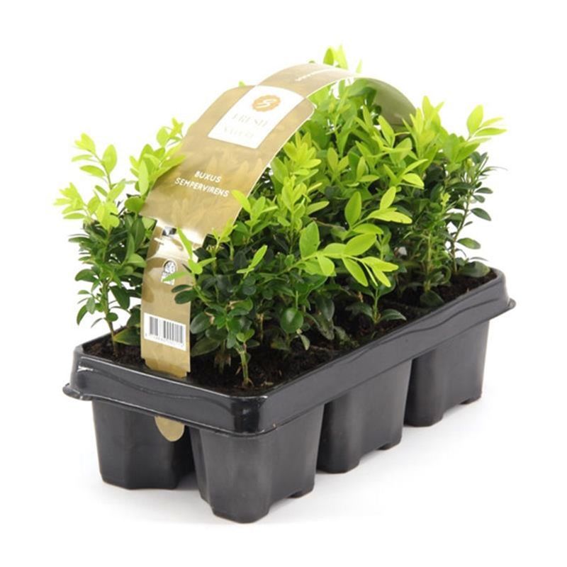 Buxus sempervirens 6-pack clayette
