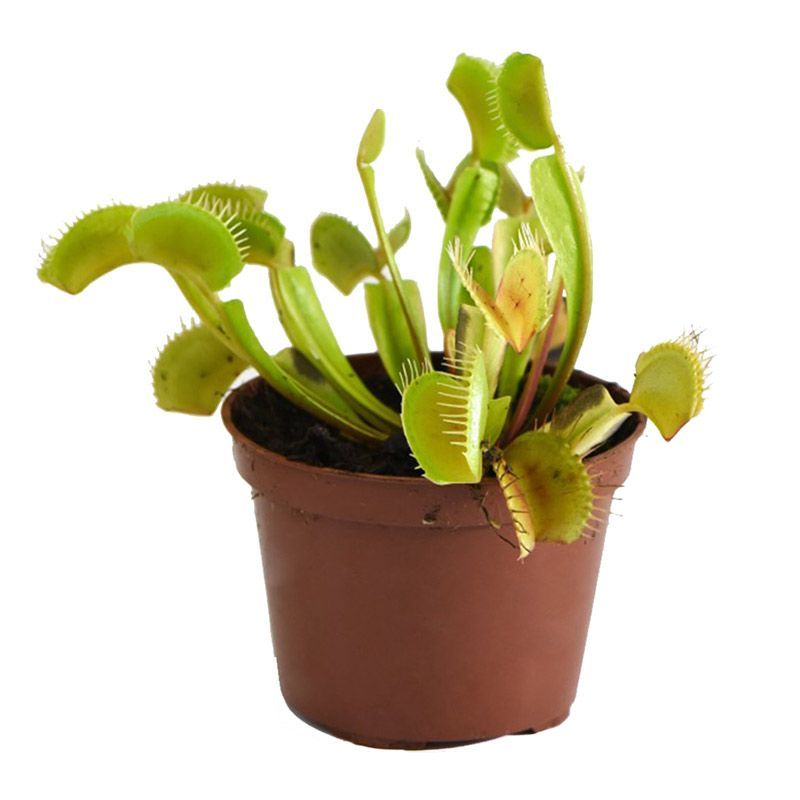Dionaea musc. 'Venus Flytrap'