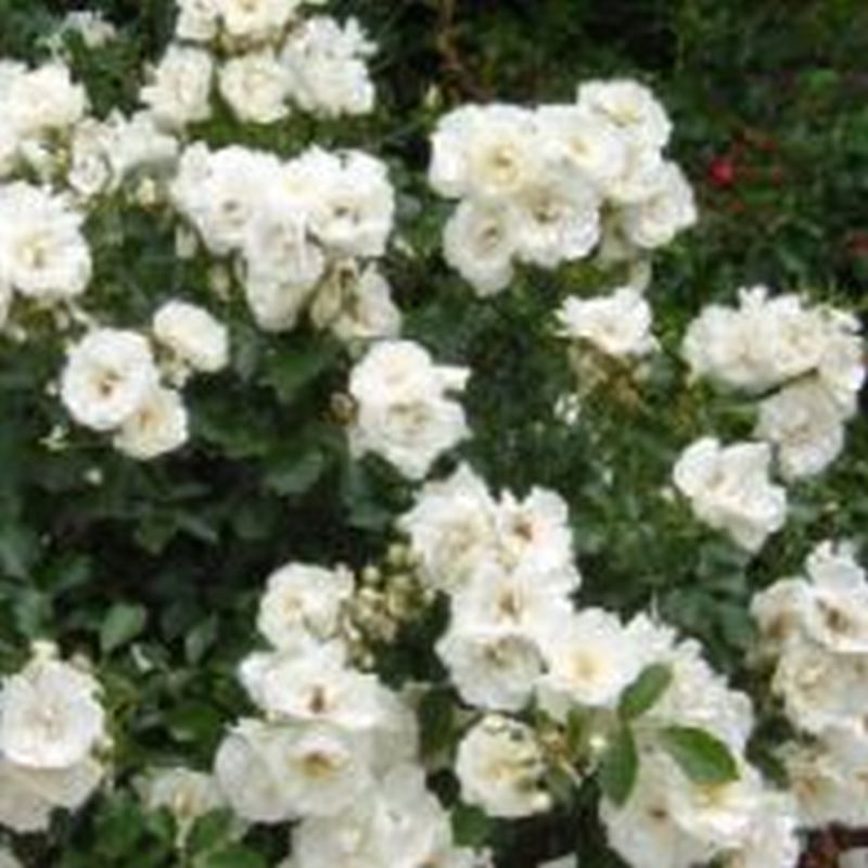 Rosa 'Flower Carpet White'