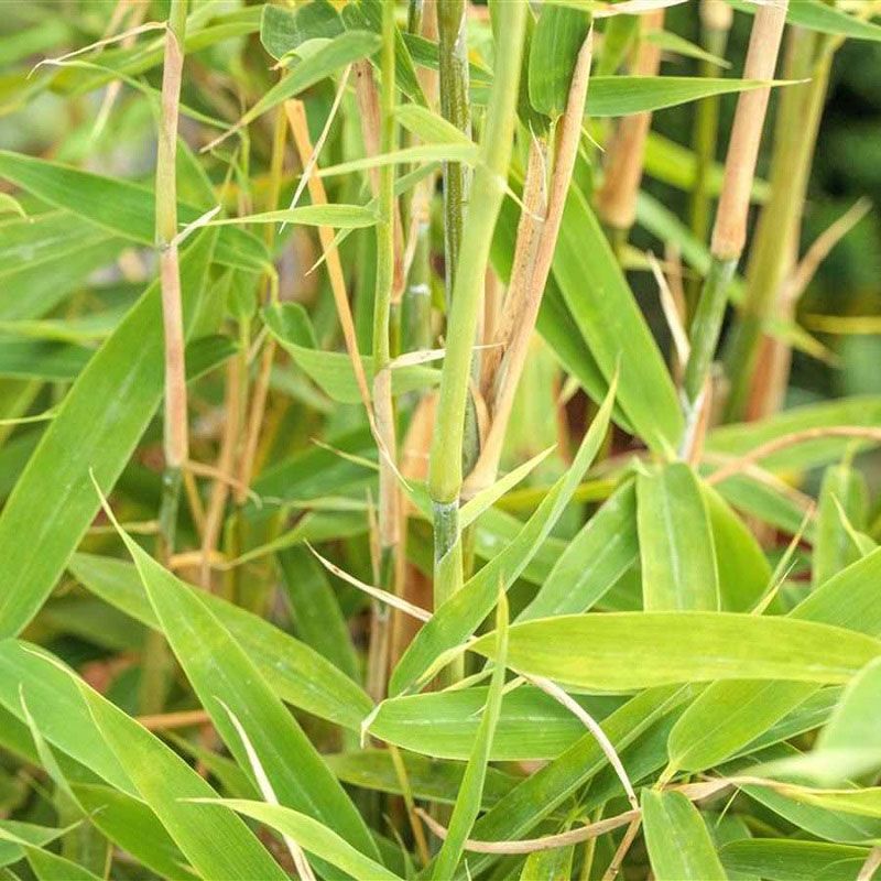 Bamboo Fargesia Murieliae 2L