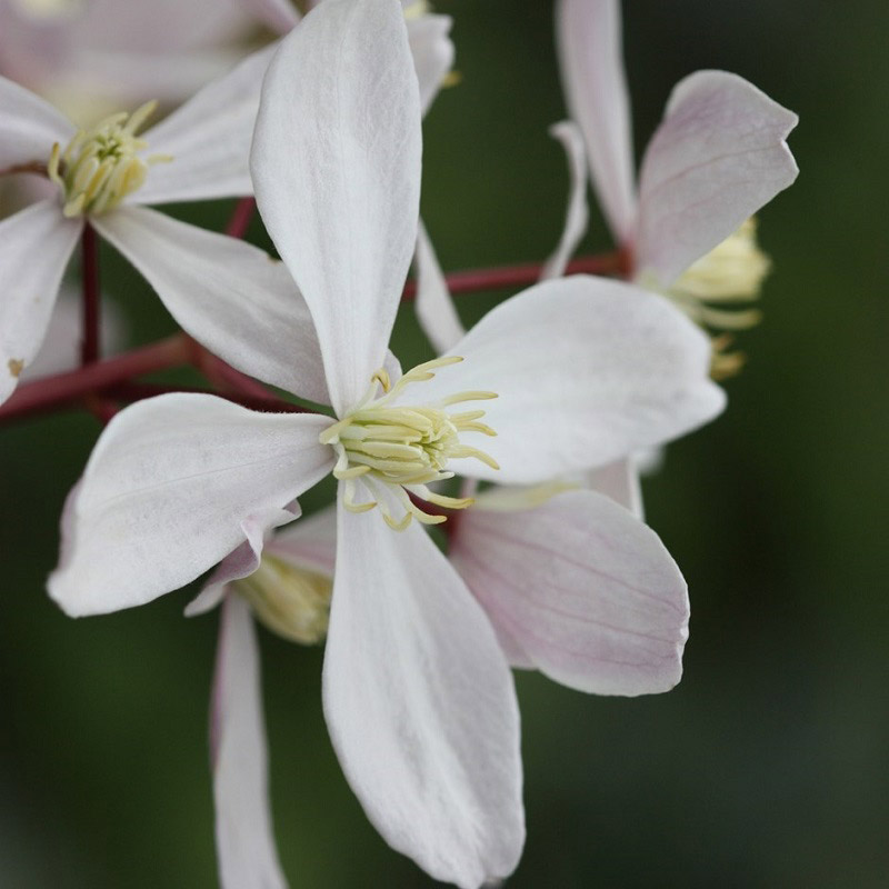 Clematis arm. 'Apple Blossom'