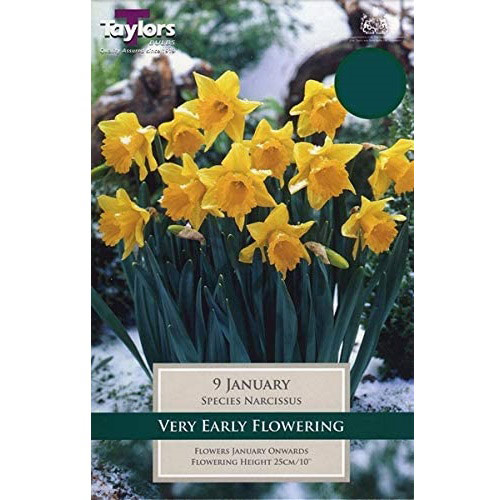 Narcissi 'January' (Daffodil)
