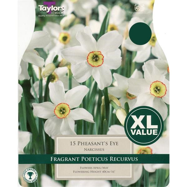 Narcissi Pheasant's Eye -  XL Value Pack