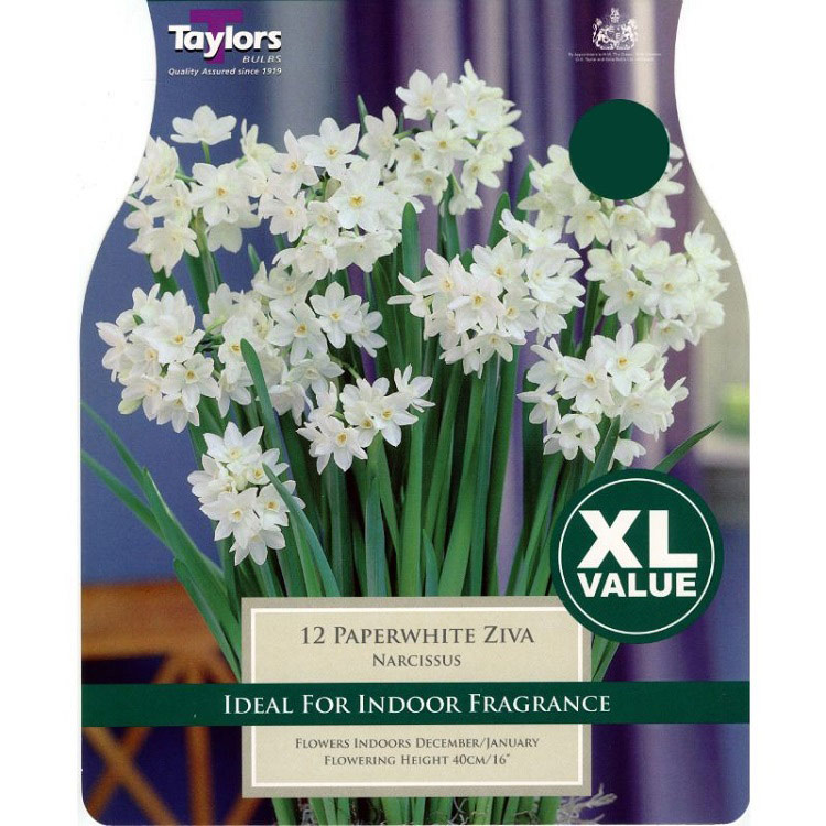 Narcissi 'Paperwhite Ziva' - XL Value