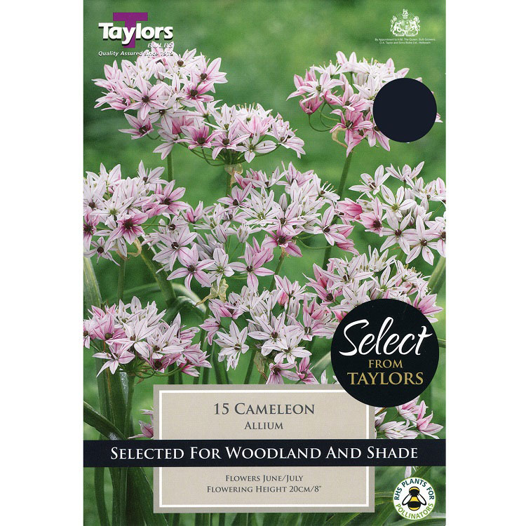 Allium 'Cameleon' - Select Range