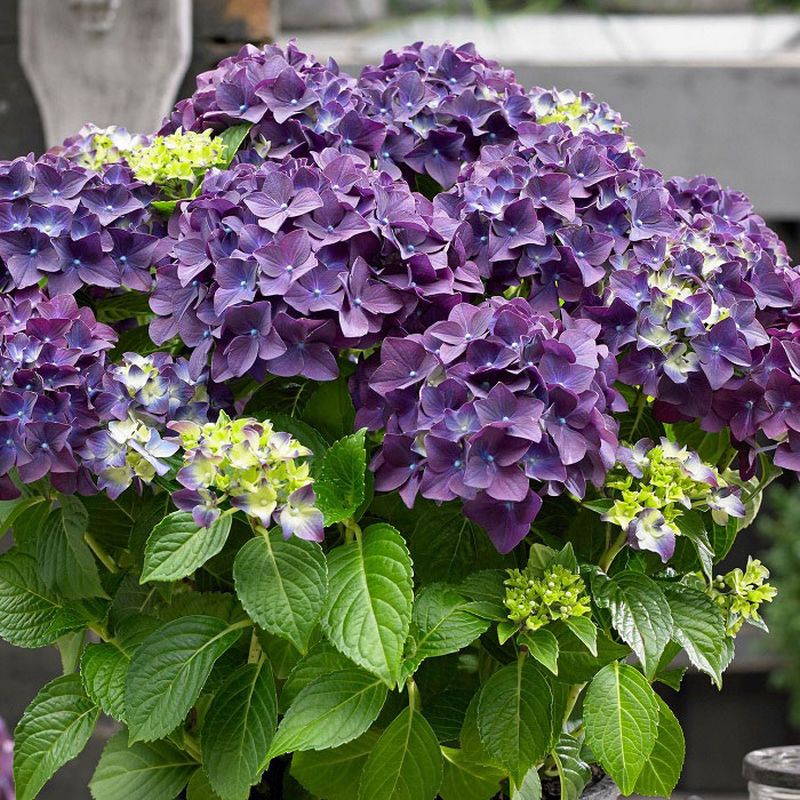 Hydrangea 'Mophead Purple'