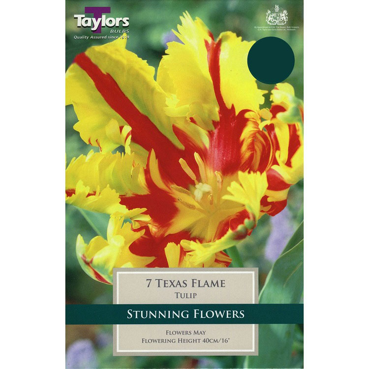 Tulip 'Texas Flame'