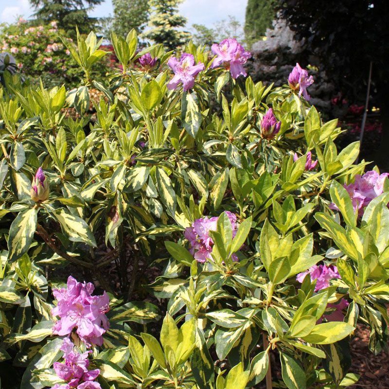 Rhododendron Hybr. 'Blattgold' 6 Litre