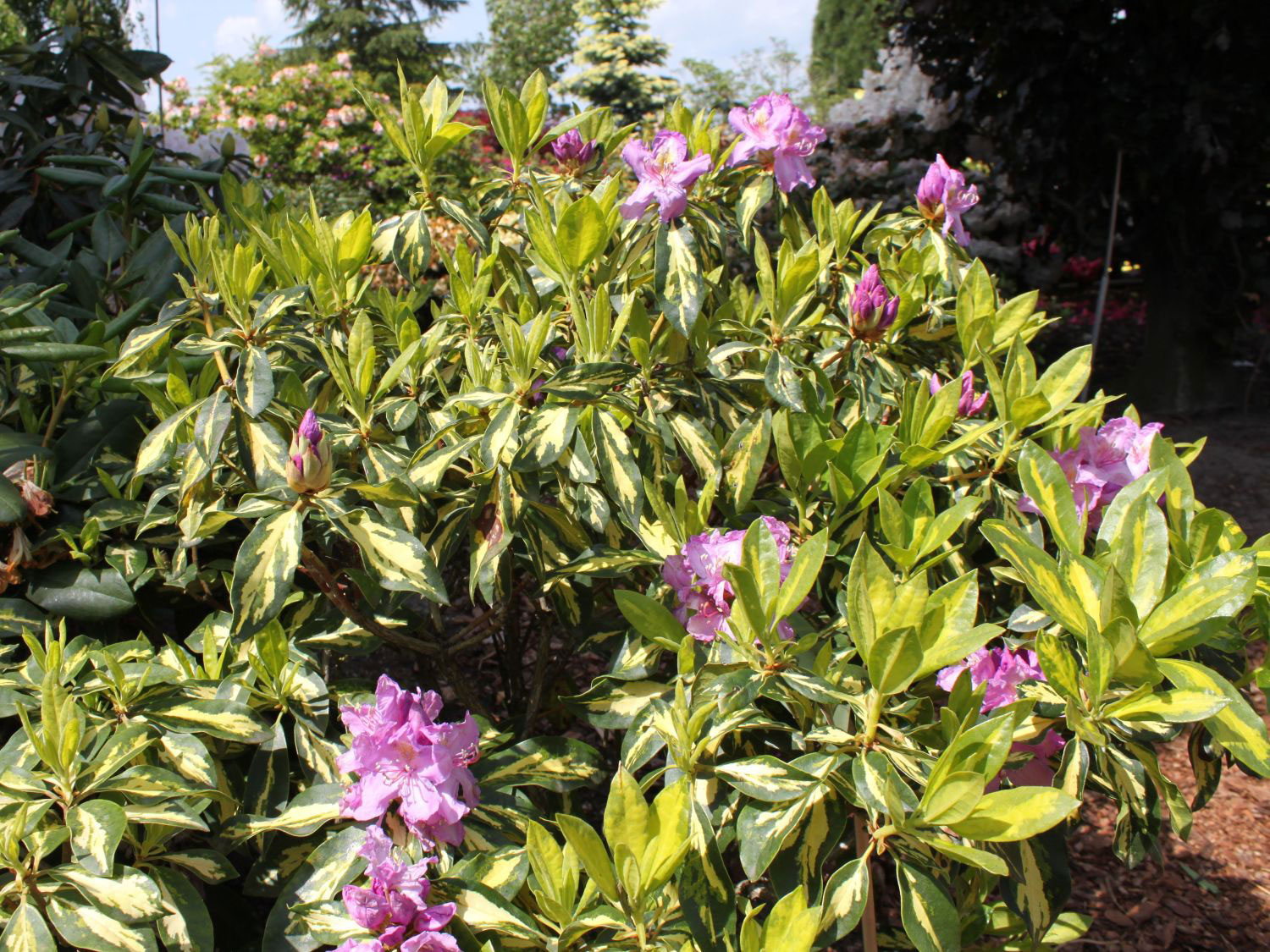Rhododendron Hybr. 'Blattgold'