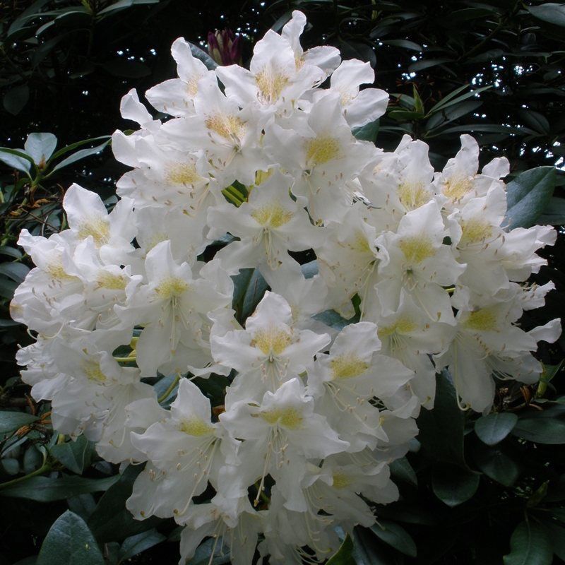 Rhododendron Hybr. 'Cunningham's White'