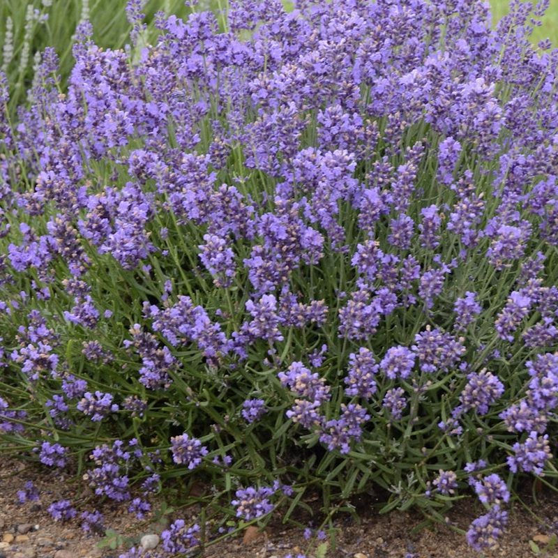 Lavandula ang. 'Essence Purple' 1L (Lavender)