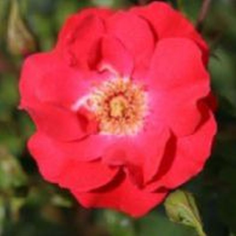 Rosa 'Olympic Flame'