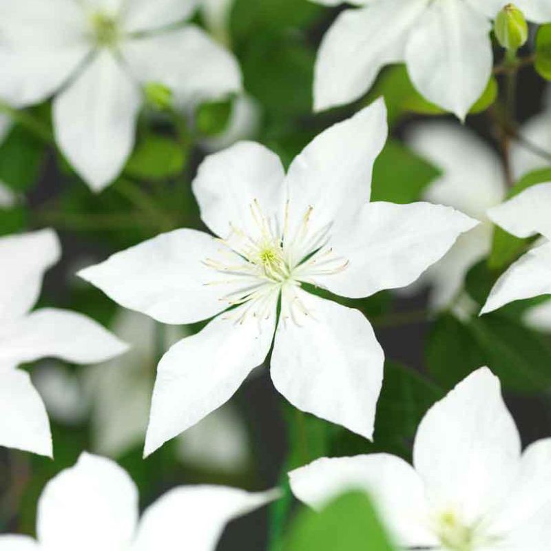 Clematis 'So Many White Flowers'
