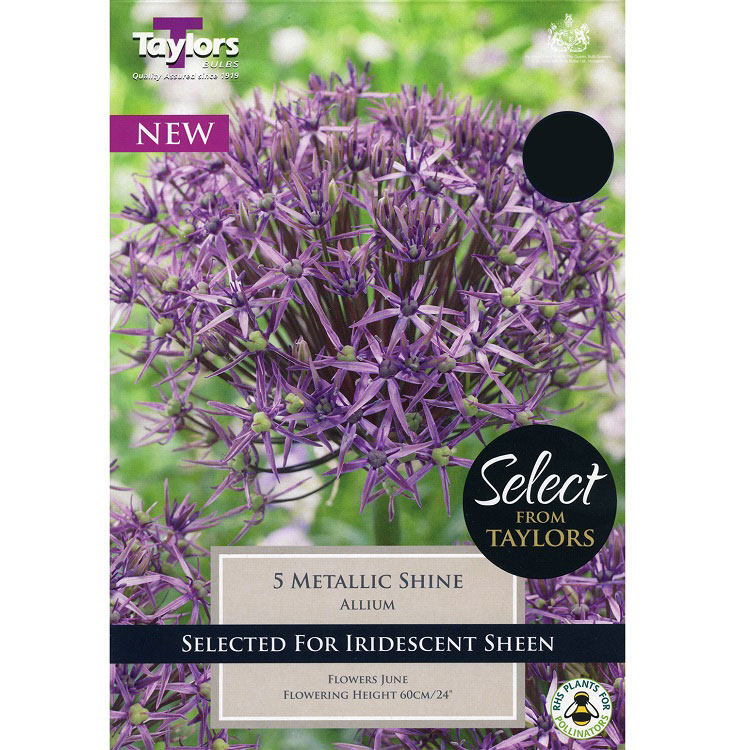 Allium 'Metallic Shine' - Select Range
