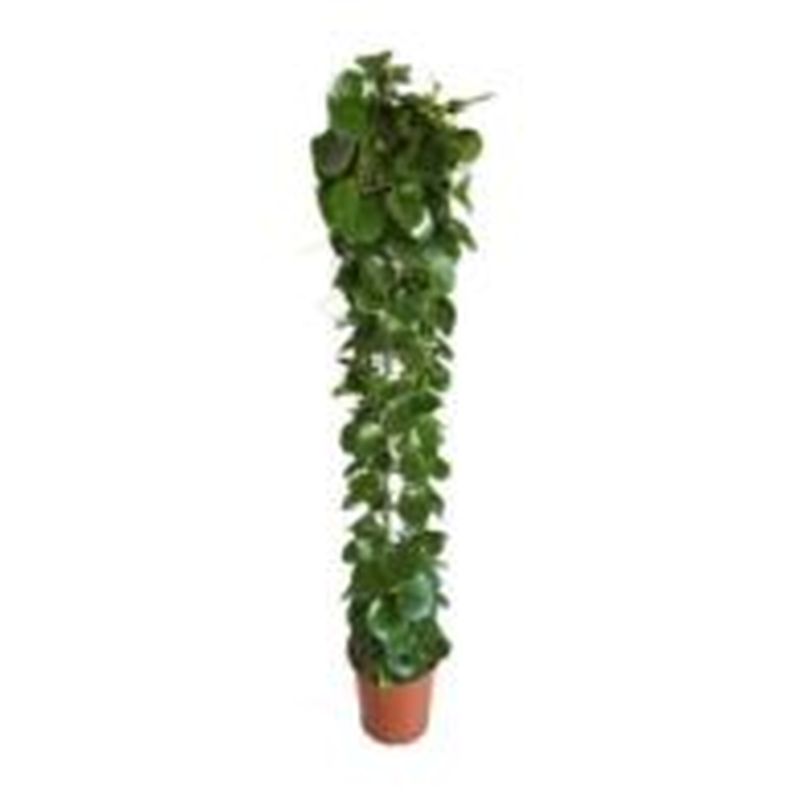 Cissus rotundifolia 110cm