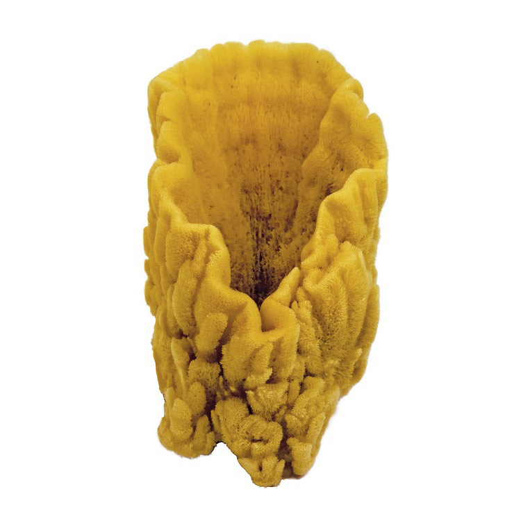 Caribbean Sponge Small 15cm