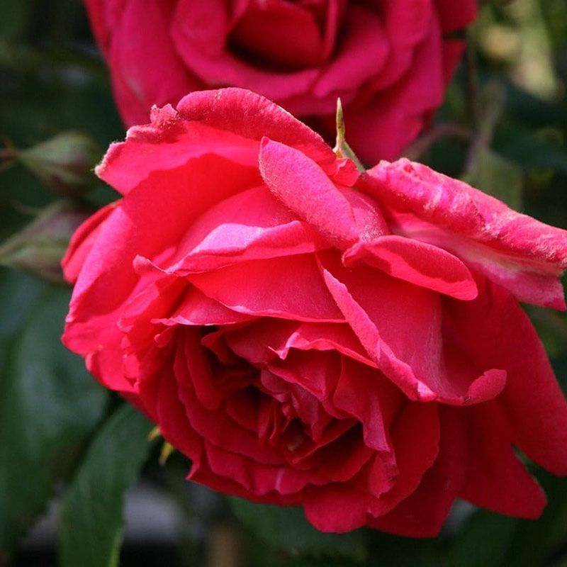 Rose 'Paul's Scarlet' 4.5L