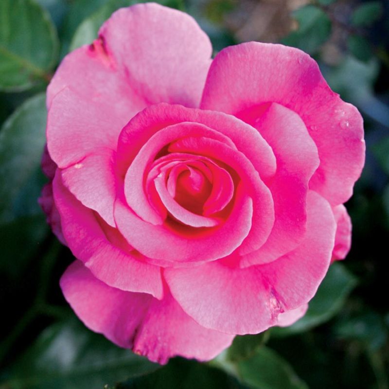Rose 'Romance' 4.5L