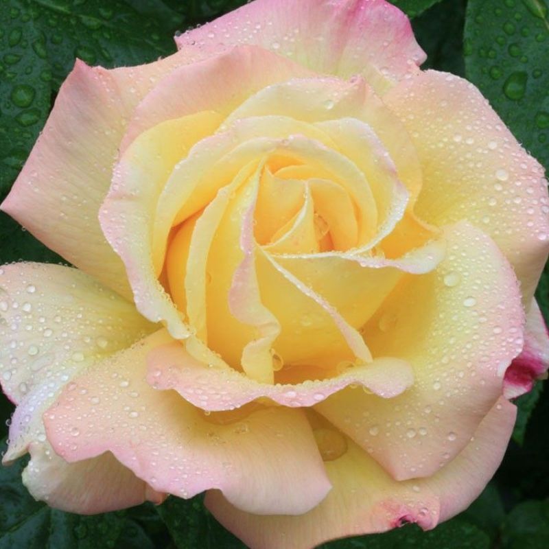 Rose 'Peace' 4.5L