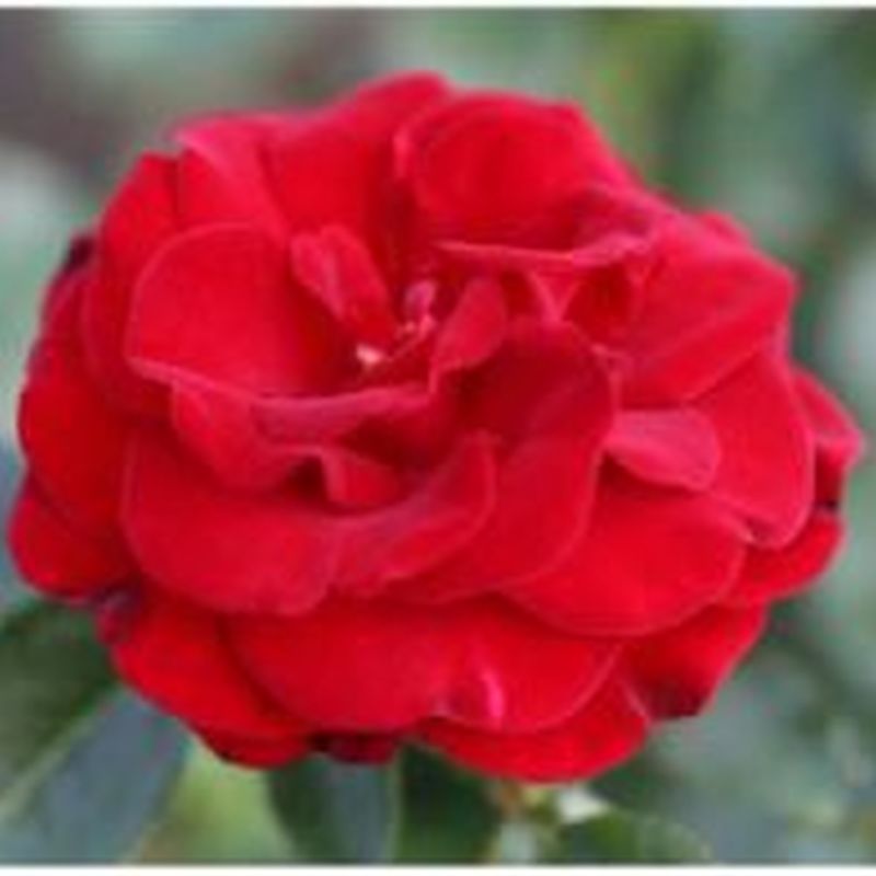 Rosa 'Ruby Romance'