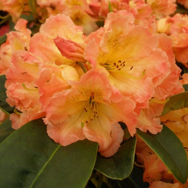 Rhododendron Hybr. 'Sun Fire'