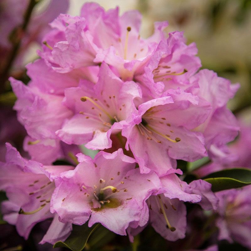 Rhododendron 'Lilac Dufthecke'