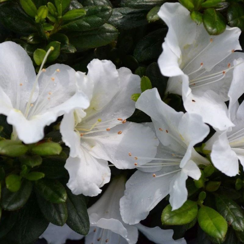 Rhododendron 'BloomChampion White' 3 Litre