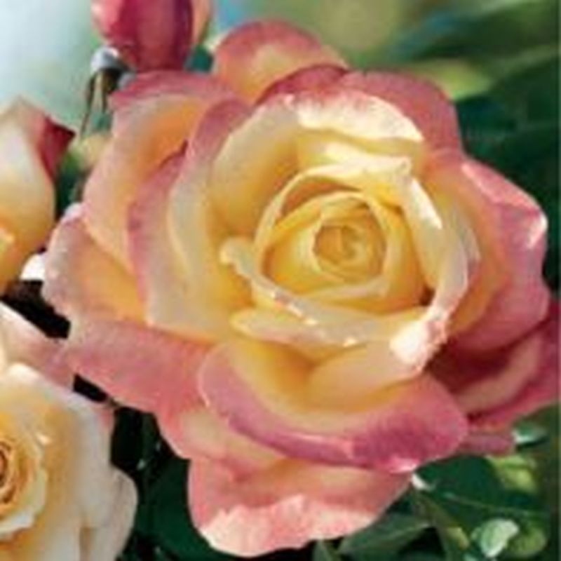 Rosa 'The Birthday Rose'