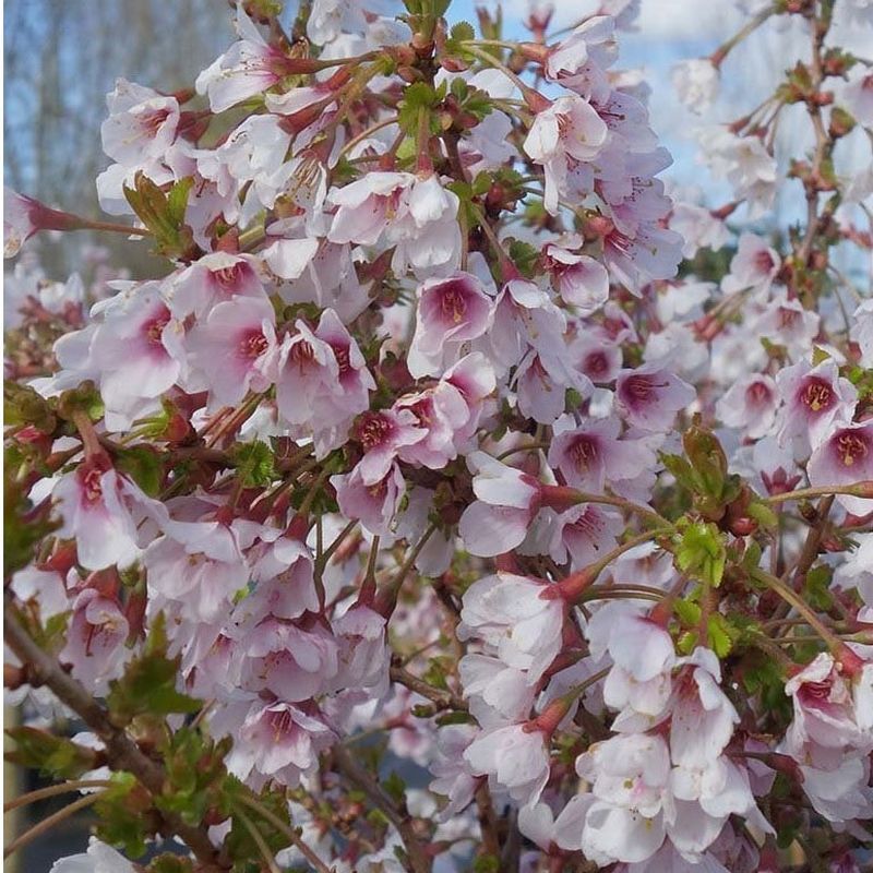 Prunus incisa 'Kojou-No-Mai' 10L