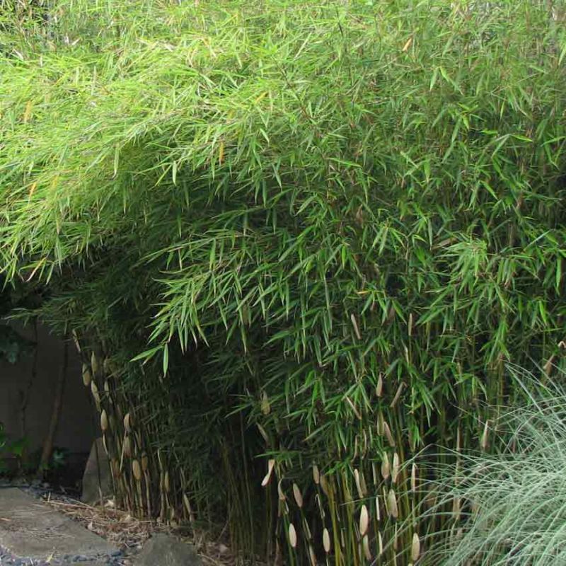 Bamboo Fargesia Robusta P17