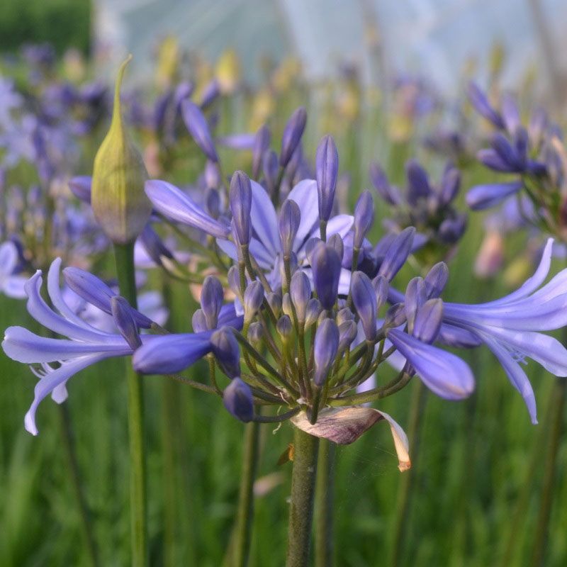 Agapanthus 'Dr. Brouwer'