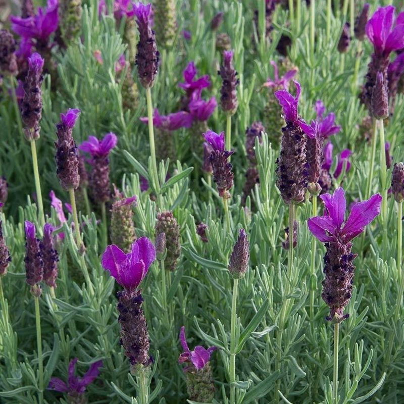 Lavandula stoechas 'Javelin Forte Deep Pink' (Lavender)