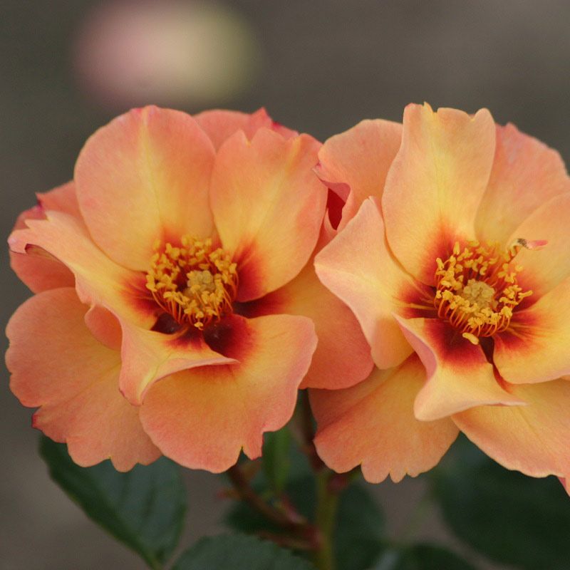 Rose 'Persian Sun'