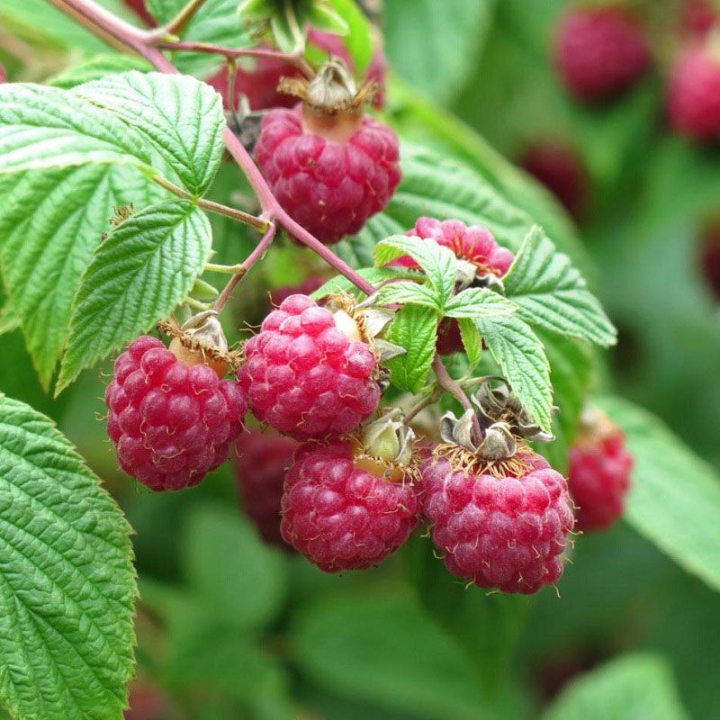 Rubus idaeus 'Zeva'