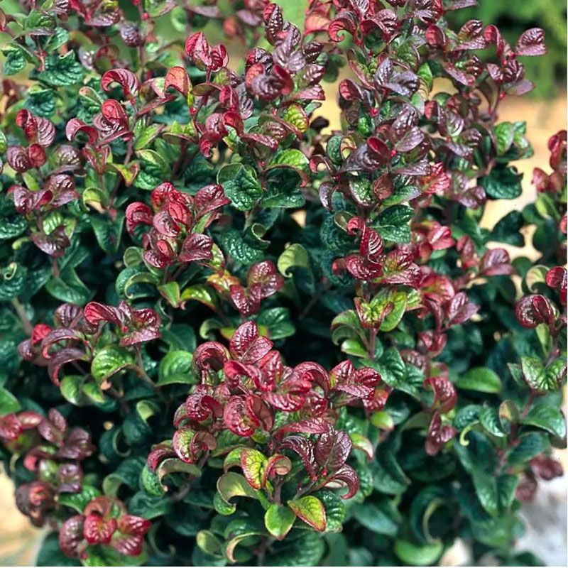Leucothoe axil. 'Curly Red'