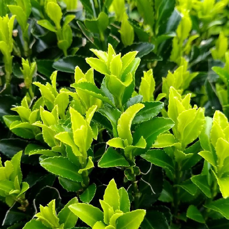 Euonymus jap. 'Green Spire'