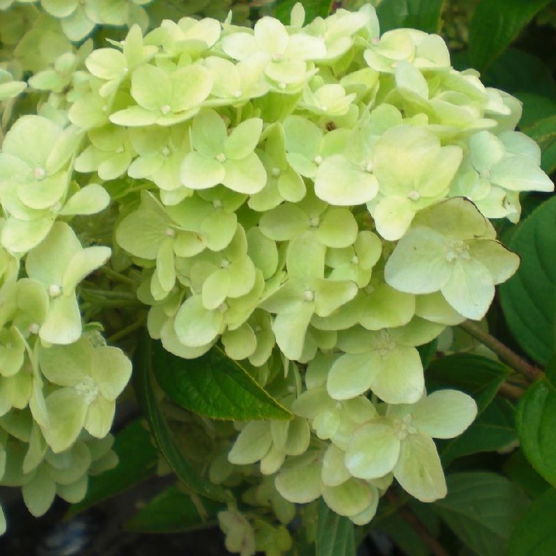 Hydrangea pan. 'Magical Candle'
