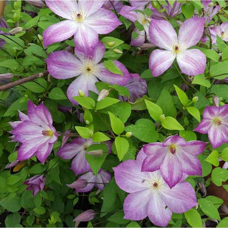 Clematis 'Pernille'