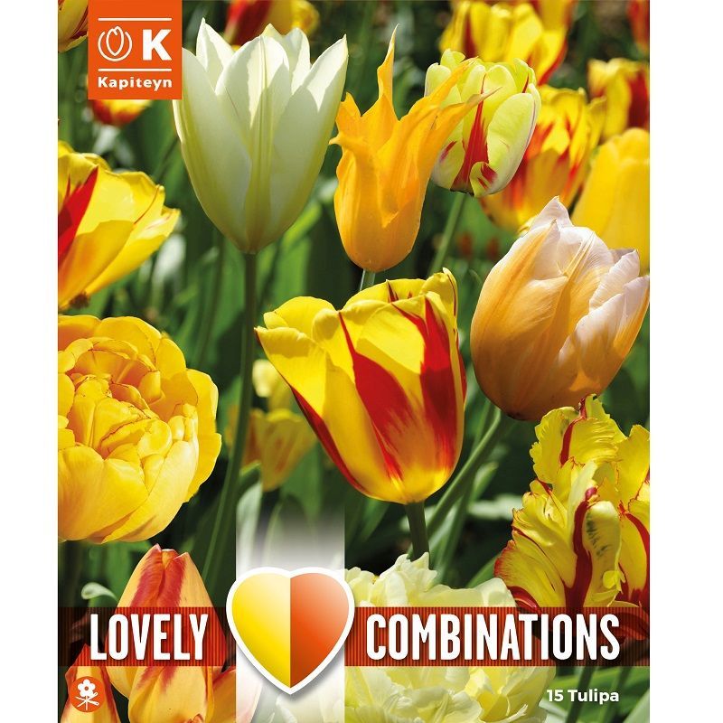 Lovely Combinations - Tulip Sunny Delight Blend